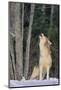 Wood Mount