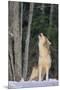 Wood Mount