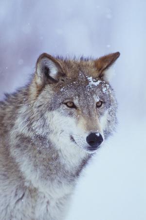 Gray Wolf in Snow