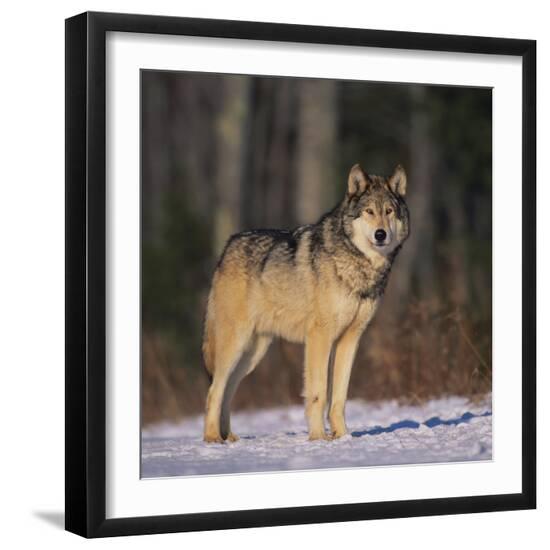 Premium Photographic Print, , large