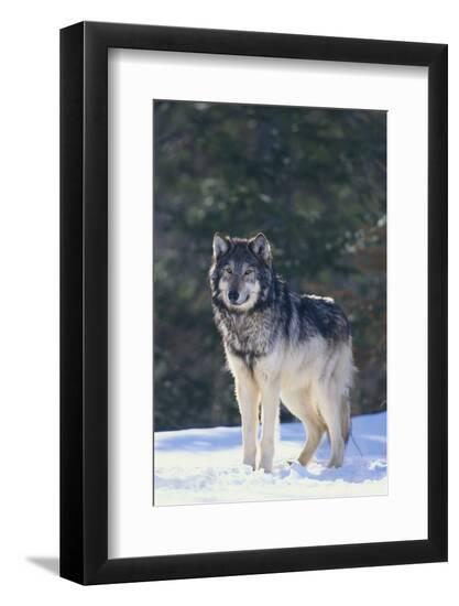 Premium Photographic Print, , large