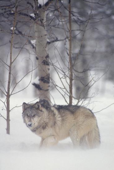 Photographic Print, , large