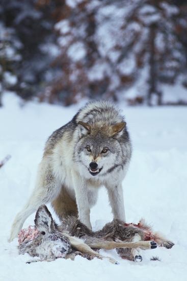 Photographic Print, , large