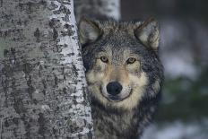 Gray Wolf in Snow-DLILLC-Photographic Print