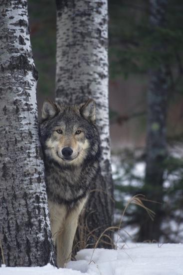 Photographic Print, , large