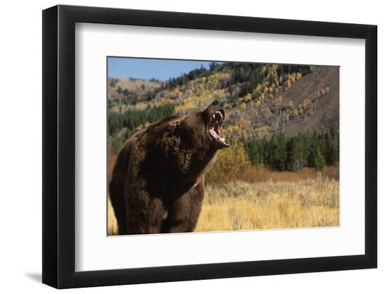 Photographic Print, , large