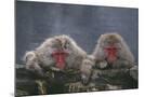 Wood Mount