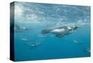 Stretched Canvas