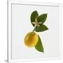 Gramercy White