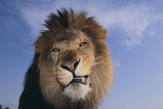 Premium Photographic Print, , large