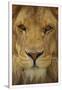 Gramercy White