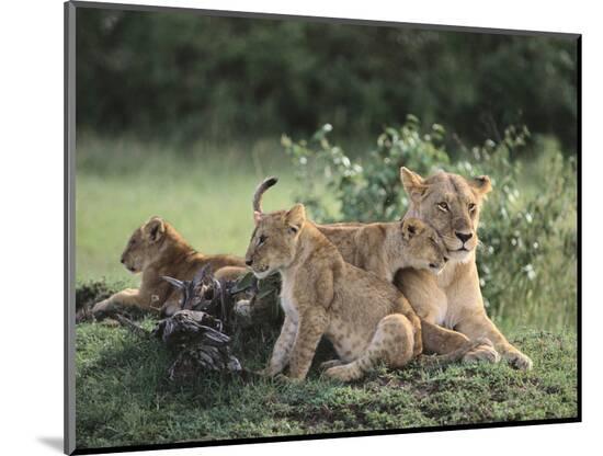 Photographic Print, , large