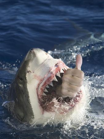 Man Making Thumbs up from Shark's Mouth