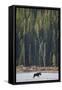 Canvas Black