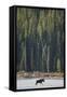 Canvas Black