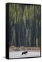 Canvas Black
