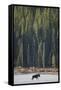 Canvas Black