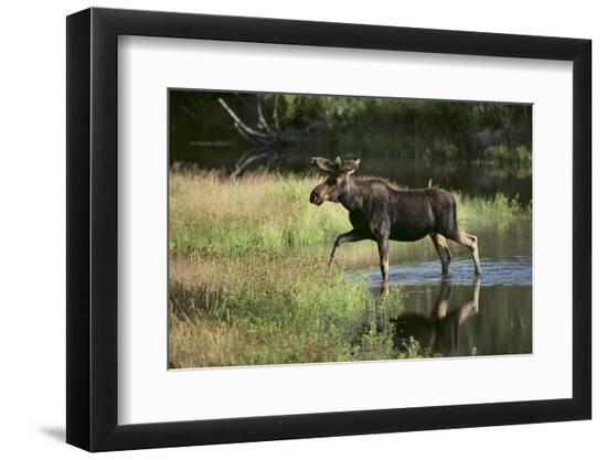 Premium Photographic Print, , large