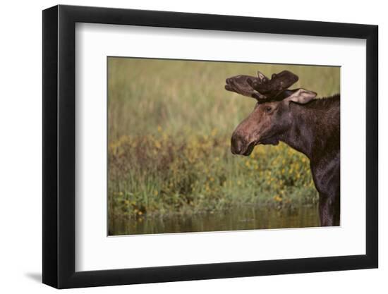 Premium Photographic Print, , large