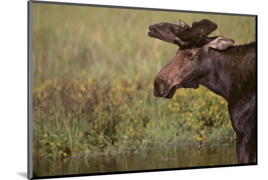 Photographic Print, , large