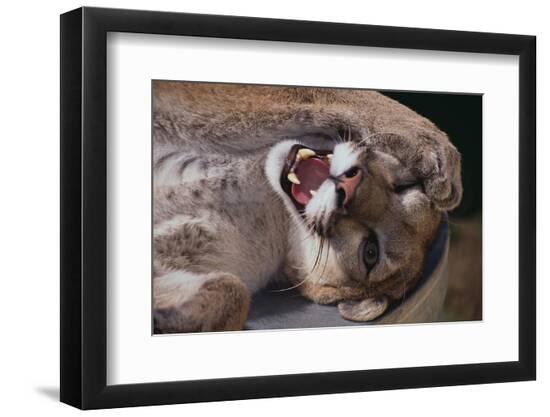 Premium Photographic Print, , large