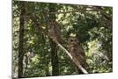 Wood Mount