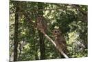 Wood Mount