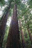 Giant Panda Climbing Tree-DLILLC-Photographic Print