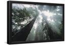 Essential Black