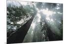 Wood Mount