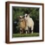 Brown Frame