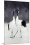 Wood Mount