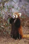 Red Panda Eating Bamboo Leaves-DLILLC-Photographic Print