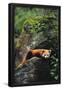 Essential Black