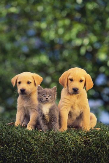 Photographic Print, , large