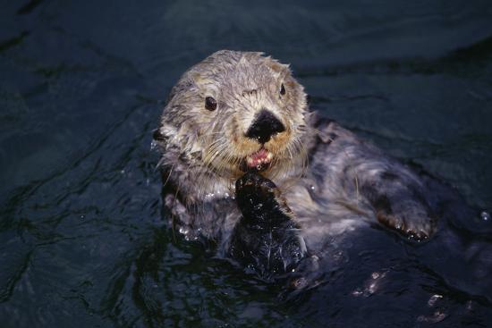 Photographic Print, , large