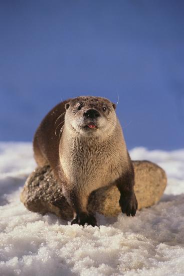 Photographic Print, , large