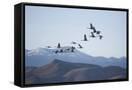 Canvas Black