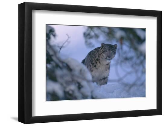 Premium Photographic Print, , large