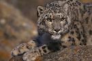 Just the Print