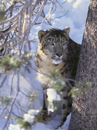 Photographic Print, , large