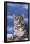 Essential Black