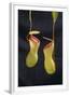 Chelsea White