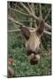 Wood Mount