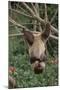 Wood Mount