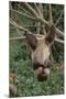 Wood Mount