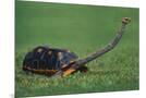 Wood Mount