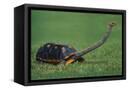 Canvas Black