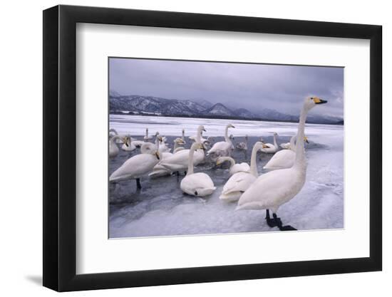 Premium Photographic Print, , large