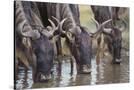 Stretched Canvas